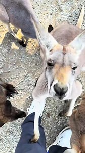 6.4K views · 87 reactions | Experience the Outback here at Bee City | Bee City | Facebook