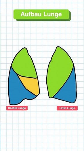 Structure of the lungs explained in 60 seconds #medicine #anatomy #medicalstudies
