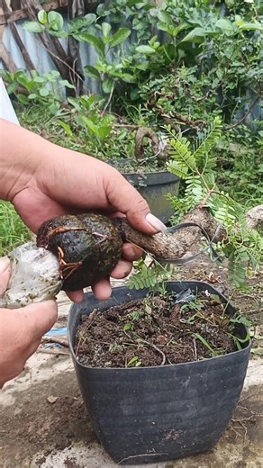Part3. The grafting result of the tamarind tree #shorts #shortsfeed #shortvideo #bonsaitree