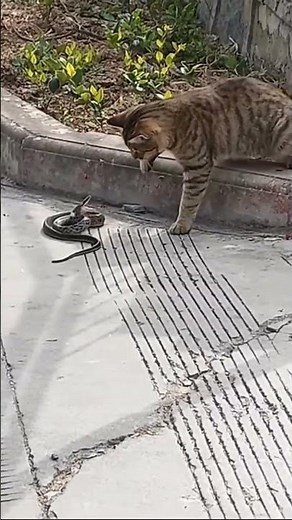 Cat vs Snake: The Epic Showdown! 🐱🐍 | #facts #animalfacts #wildlifefacts