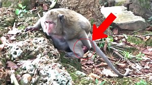 168K views · 467 reactions | Mom monkey giving a birth have you ever seen monkey delivery | Monkey TV | Facebook