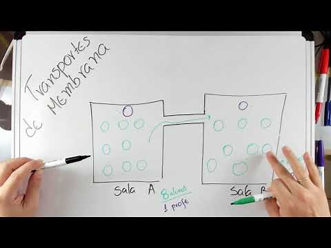 Transportes de Membrana - #04 Gradiente de Concentração - Fisiologia Celular