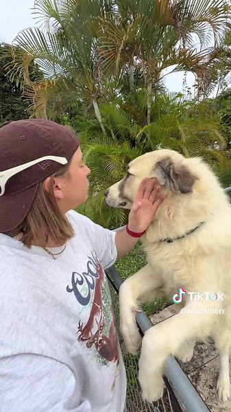 No photos online showed any dogs so this was a major surprise and I was so so excited to meet these two!!!!! They are definitely Great Pyrenees (likely mixed with some type of Sheppard, mountain or herding dog)! I’ve never met this dog before but he instantly started jumping up on the fence #greatpyrenees #guarddog #farmdog #cutedog #dogtok