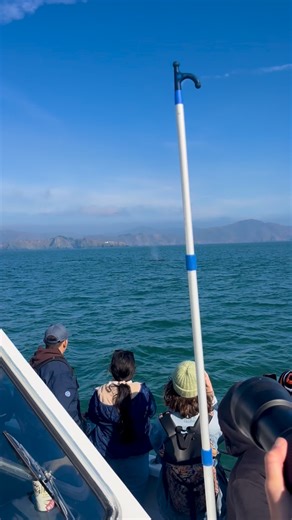 Winter whale watching is off to an amazing start! Over 3 hours with 2 humpbacks today. Thank you to everyone who joined us out there! 🐋💙#WhaleWatching #SanFranciscoWhaleTours #HumpbackWhales #Pier39 #WinterWhaleWatching #SanFranciscoBay #AdventureAwaits #MarineWildlife 📸: @catiearena 11/29/25 | San Francisco Whale Tours
