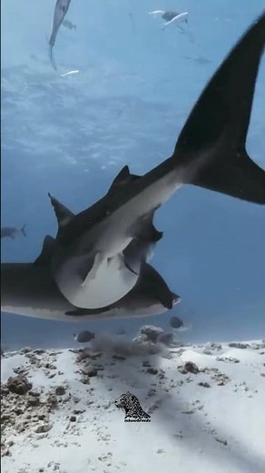 Tiger Shark – The Striped Hunter of the Ocean 🦈🌊