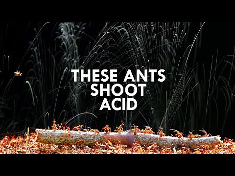 These Invertebrates Shoot Acid