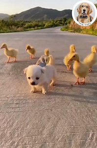 OMG SO LOVELY 🥰 | Dog Angel