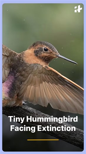 A tiny hummingbird in Ecuador is facing extinction, relying entirely on an ancient forest for survival. Conservationists warn that habitat loss and environmental threats could wipe out the species, highlighting the urgent need to protect endangered wildlife and fragile ecosystems. #hummingbird #ecuador #endangeredspecies #wildlifeconservation #ancientforest #habitatloss #natureconservation #ecosystemprotection #environment #viralwildlife | Indiatimes