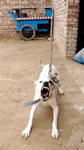 “Aggressive Dog Growl 🐶⚠️ | Warning Sound”