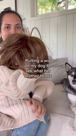 17K views · 415 reactions | Who wants to see Copper in a blonde wig? | Life With Klee Kai | Facebook