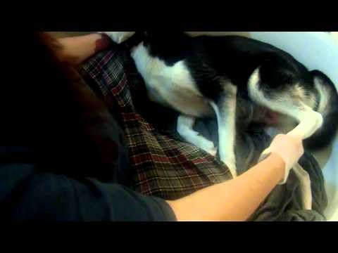 Husky screams during birth!