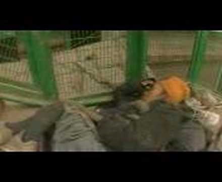 Mythos - Purity (Official)