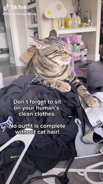 Dilly the Cat's TikTok Adventures