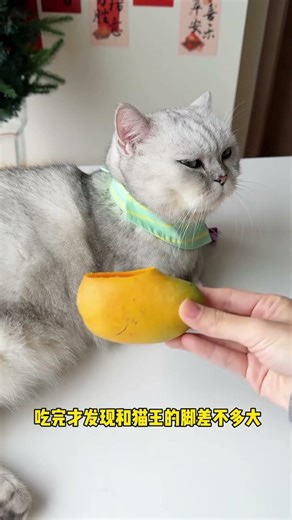 This Cat in Slippers Is Too Adorable 😂