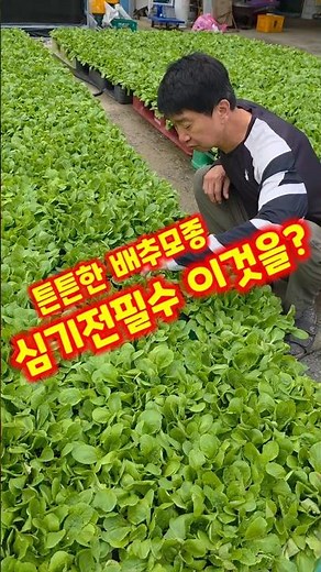 Making sturdy cabbage seedlings, adapting to open fields, moving out of the greenhouse, Goesan pi...