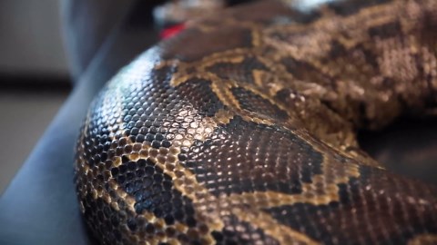 Take a look at largest python found in Florida