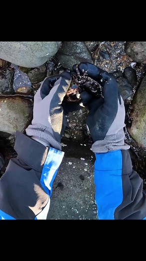 With the fall approaching I’m gonna be doing a lot more Asian crab harvests for blackfish bait soon! #fishing #outdoors #flippingrocks #rockflipping #crabs #bait #crab #shoreline