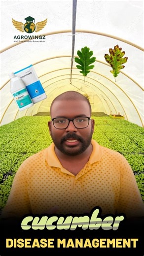 Agrowing Z on Instagram: "Cucumber disease management made simple. In this reel, we discuss bacterial leaf blight, also known as bacterial wilt in cucumber plants. Learn how to control this disease using effective solutions like Ridomil (copper oxychloride + metalaxyl) at 2 g/L and Propamocarb hydrochloride at 2.5 ml/L. Protect your cucumber crops with the right plant disease management practices and improve yield. Stay tuned for more agriculture tips and crop protection insights. #CucumberFarmi
