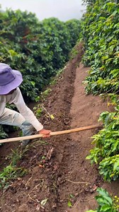 The workers are tough and they are very neat in cleaning the coffee plantations | Coffee Farming