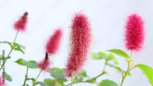 Close-up of Flowers, Acalypha Hispida with green leafs on selected focus. Acalypha hispida, the chenille plant swaying in the wind.
