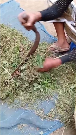 How to prepare and feed grass for cattle #cow #grass #cutgrass