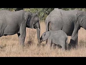 Incident Report: Elephants Eating Poop