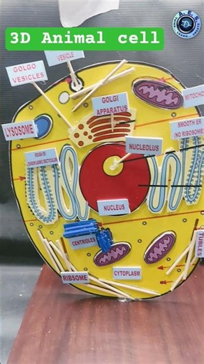 3d animal cell model