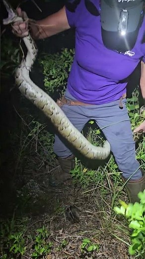 Invasive Python Eating a Rat