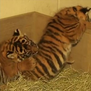 182K views · 7.1K reactions | Wild tigers have declined by 95% in a...