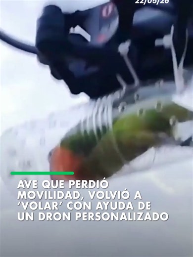 Nitya es un ave de 11 meses que quedó paralizada luego de un ataque de un gato. Perdió movilidad en las patas y alas, pero su dueño Didi construyó una cápsula personalizada en un dron para que pudiera 'volver a volar' por el cielo. #ELDEBER #Ave #Animales #Internacional #Viral 📹Viory
