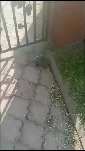 Day 211.5 of posting Random Polish Animal Videos (video 98 of 148). Your video? DM me for credit.. #polishanimals #dailyvideo #animals #poland #polish #video #daily #beavers #bober