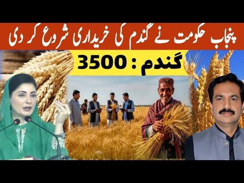 Punjab Govt started Wheat Procurement | Wheat 3500 per 40kg