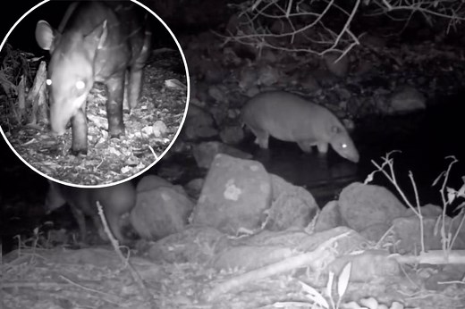 Extremely rare animal believed to be extinct spotted in the wild for first time in over 100 years