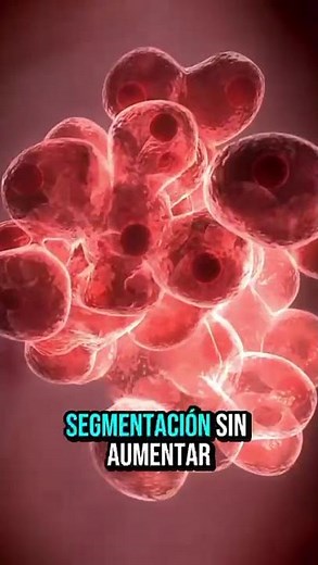 Embriología en 60 segundos *CAP 2 #aprendizaje #curiosidades #educativa #embriologia