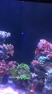 Lo encontre finding Nemo | Fernando Garcia