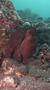 Did you know an octopus breathes and poops through the same siphon? I didn’t — until I saw it myself. #oceanreality | Ocean Reality Channel