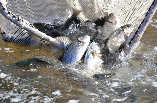 TPWD to stock waterbodies across the state with nearly 350k rainbow trout