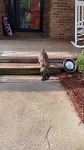 Ferris’ Big Adventure | Boxer Madness