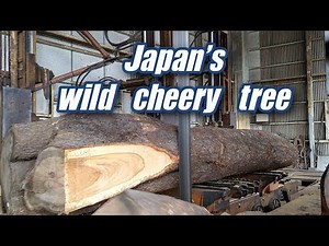 Japan's wild cherry tree#1
