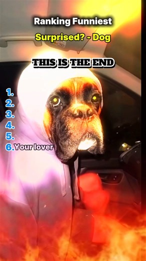 Ranking Funniest : Dog- Surprised?