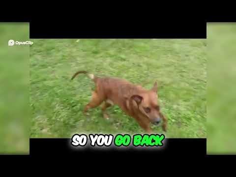 DAILY VLOG! Dog's Colorful Day Playful Paws & Kaleidoscope Fun!