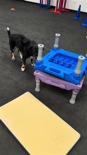 Beginner Nose Work Class — Boost Your Dog's Confidence