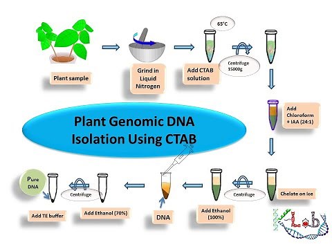 Plant Genomic DNA isolation using CTAB