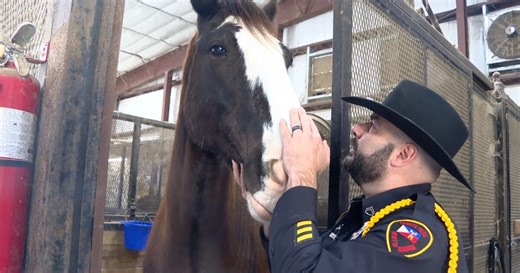 Lafayette Police Department welcomes two Clydesdales to mounted patrol unit