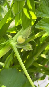 growing a pikachu pumpkin | Growithjessie