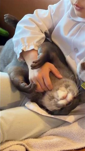 Otter Melonpan~When little brother’s love is a bit too strong.🤏💙🦦🥺|Cute Otter #ytshorts #ytviral