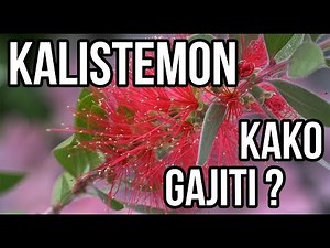 Kalistemon kako uspešno gajiti?