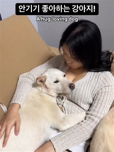 강아지의 웃긴 순간들
