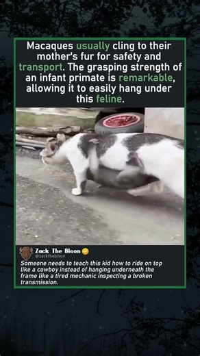 CAT CARRIES BABY MACAQUE