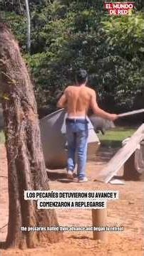 Se enfrento a mas de 40 jabalíes para proteger a su Familia, sus perros no lo lograron